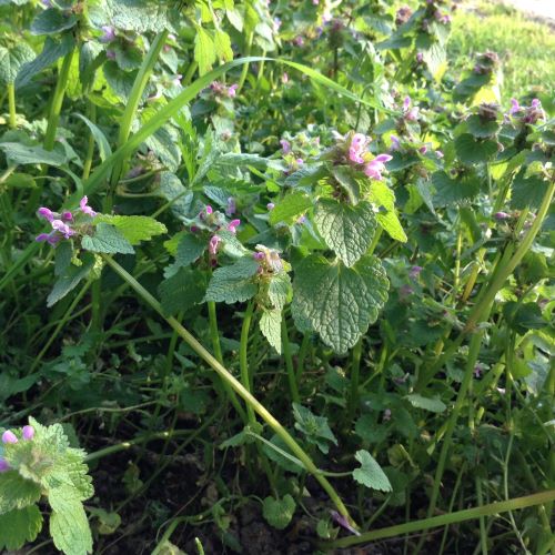 Annexe Vuegénérale_LP.JPG