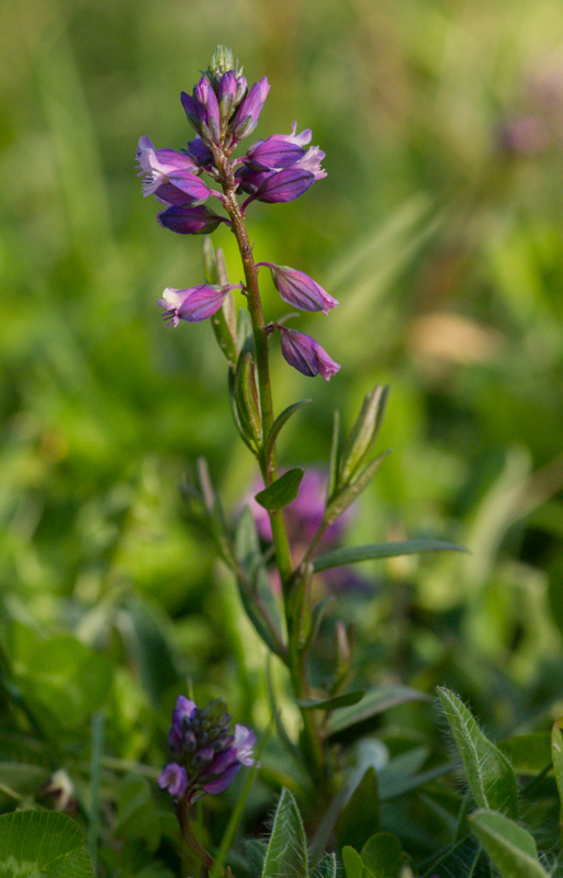 Annexe polygala_vulgaris-2.jpg