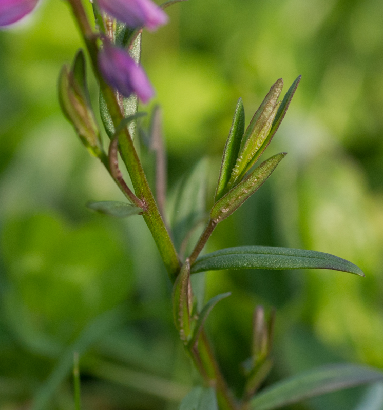Annexe polygala_vulgaris-3.jpg