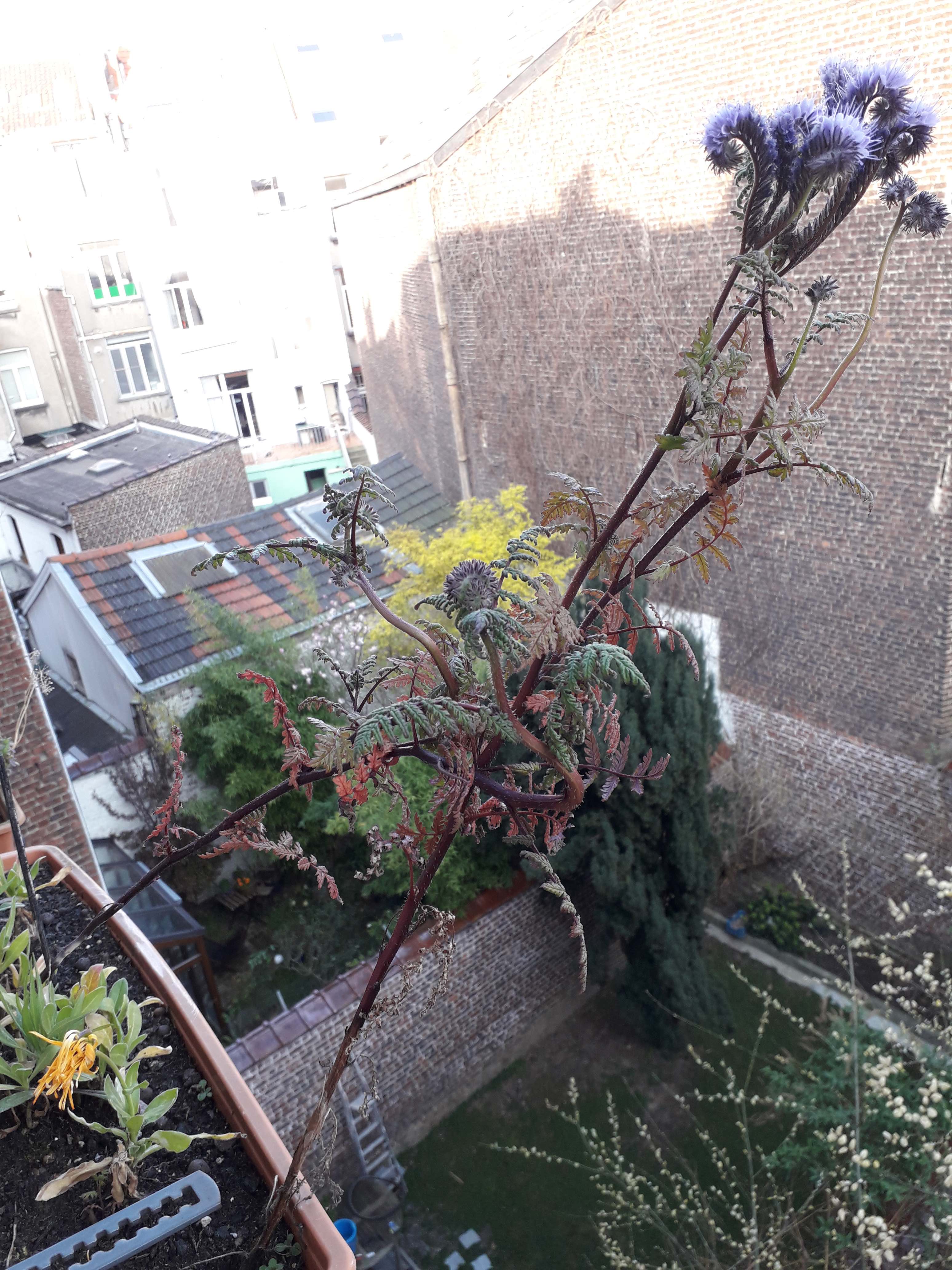 Annexe 20200328_172307.jpg