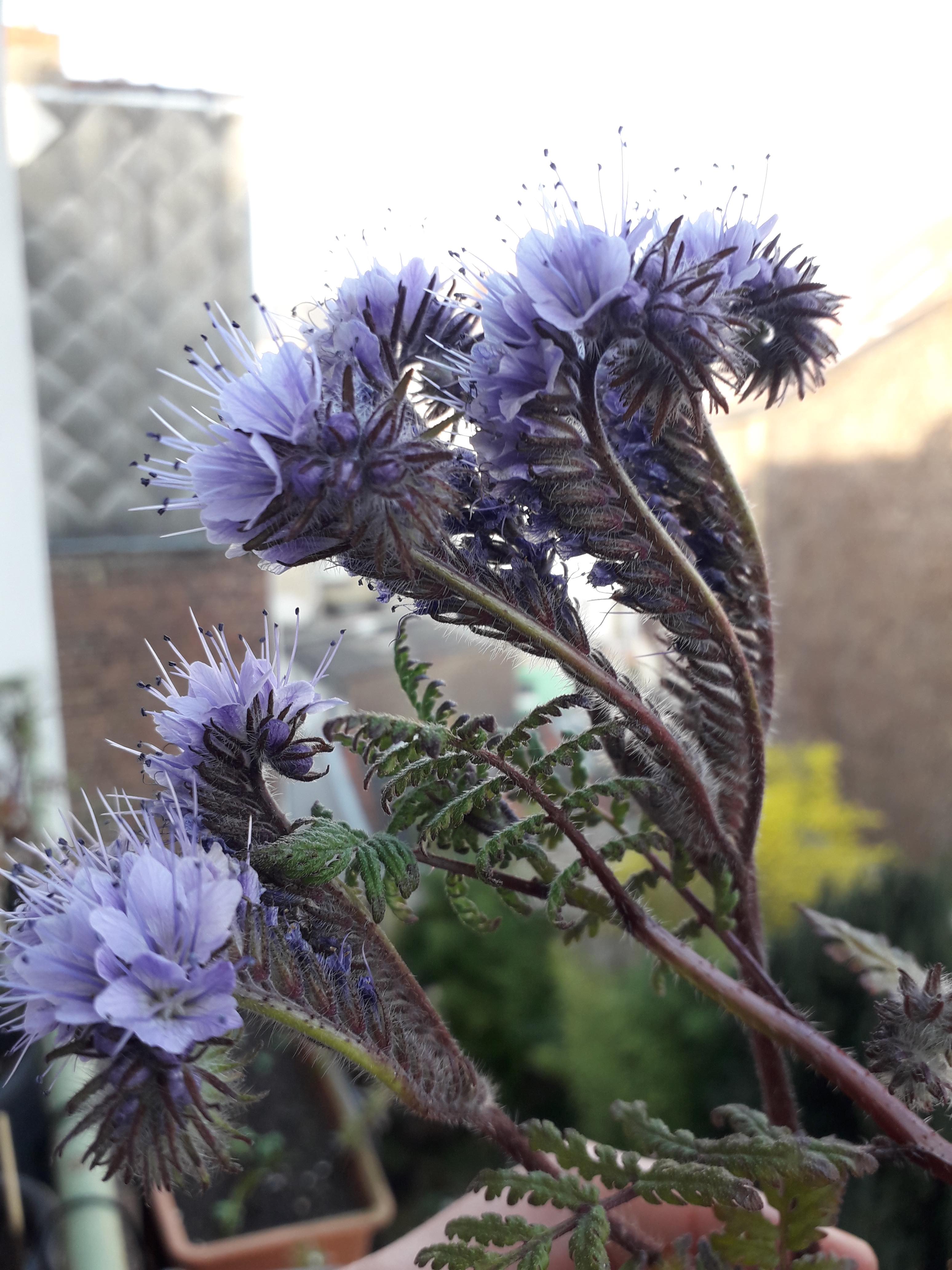 Annexe 20200328_172510.jpeg