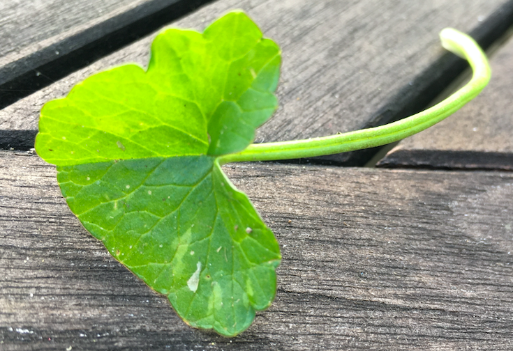 Annexe Capture d’écran 2020-03-28 à 18.28.35.png
