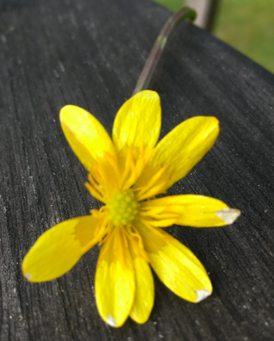 Annexe Capture d’écran 2020-03-28 à 18.29.13.png