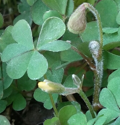 Annexe oxalis-bouton.jpg
