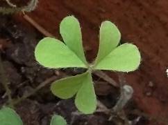 Annexe oxalis-feuille.jpg