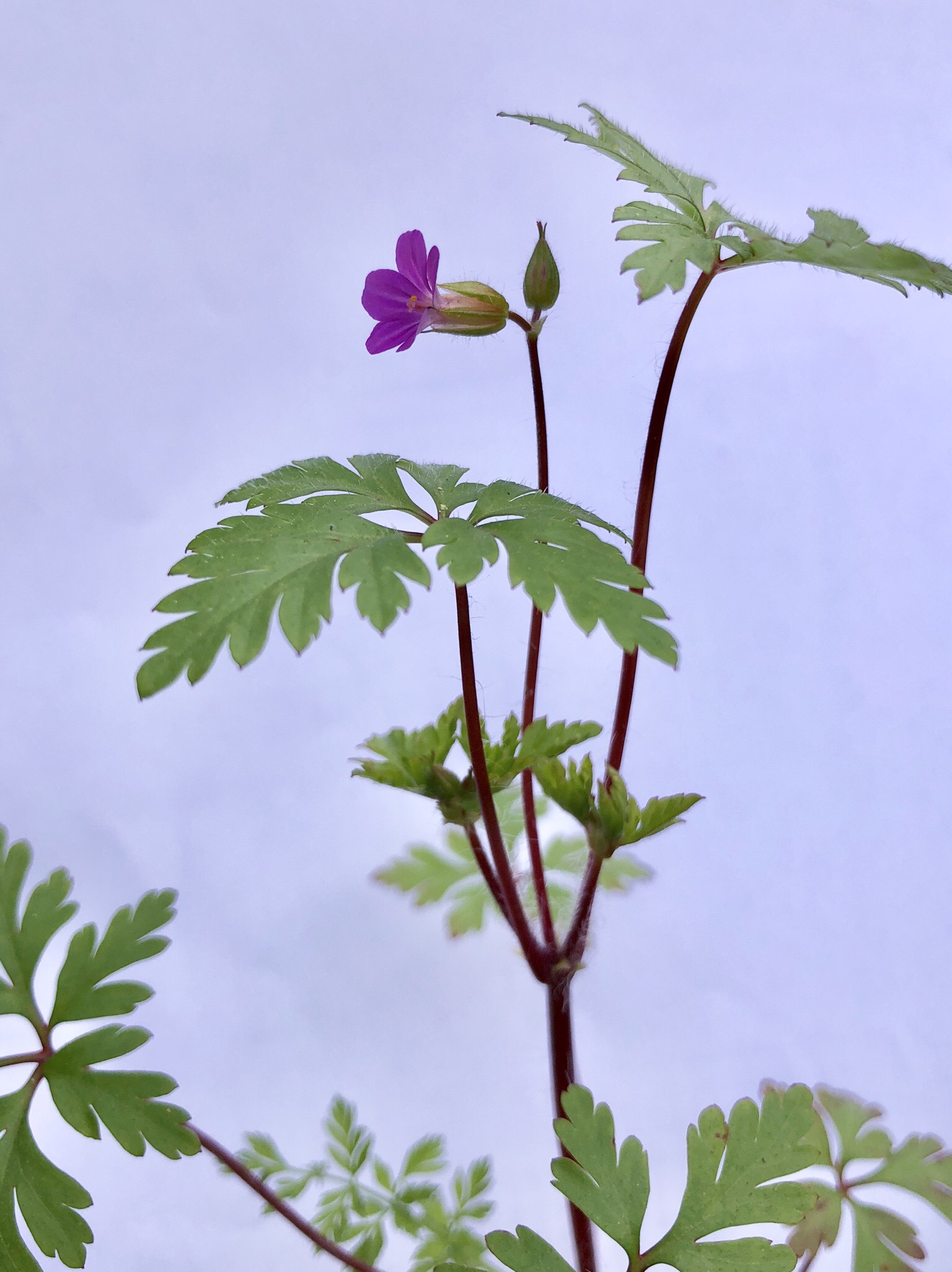 Annexe IMG_5201.jpeg