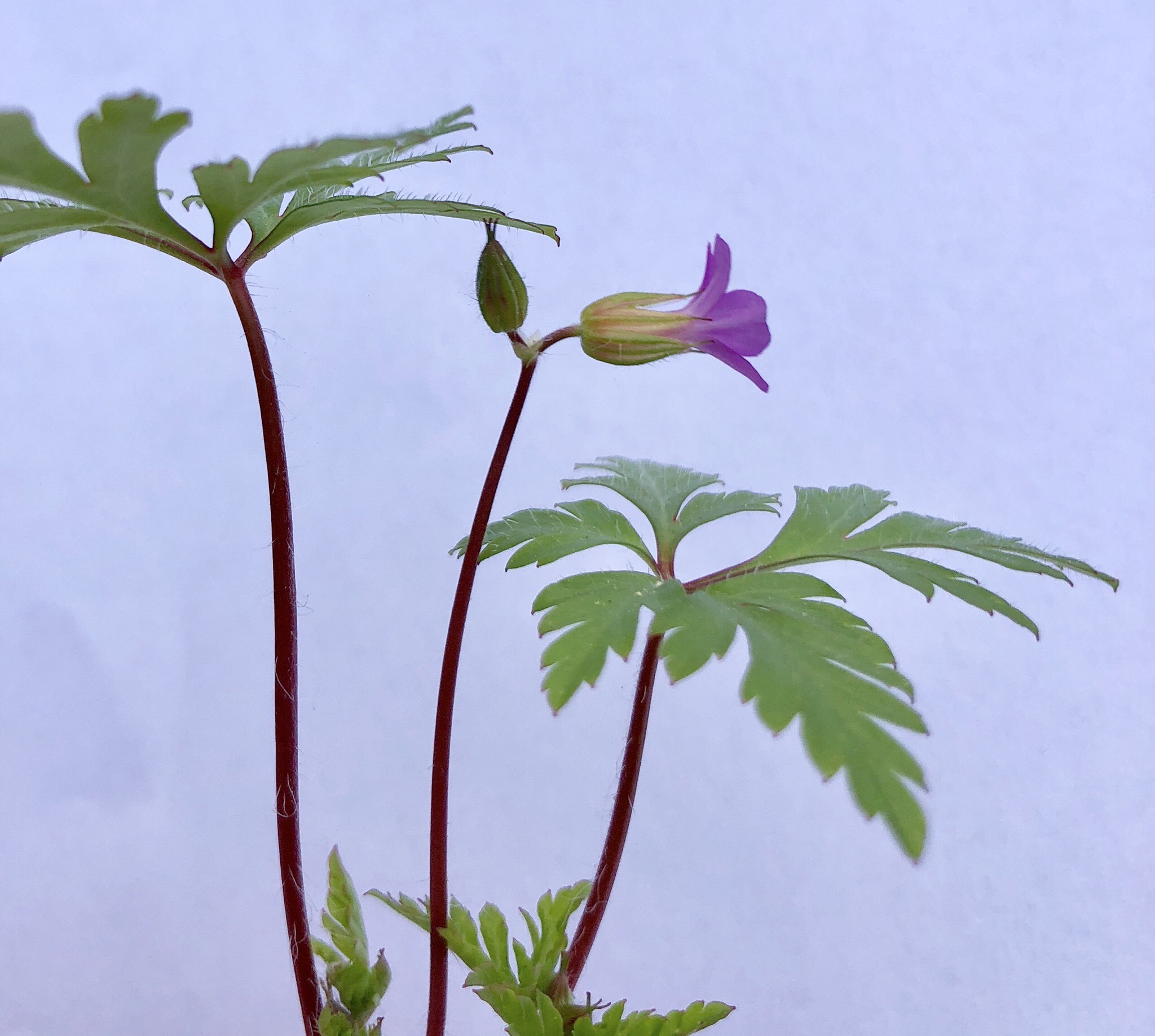 Annexe IMG_5206.jpeg