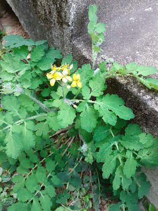 Annexe Chélidoine 1.png