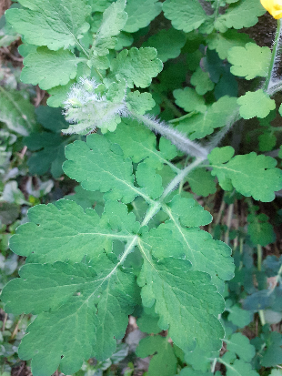 Annexe Chélidoine 3.png