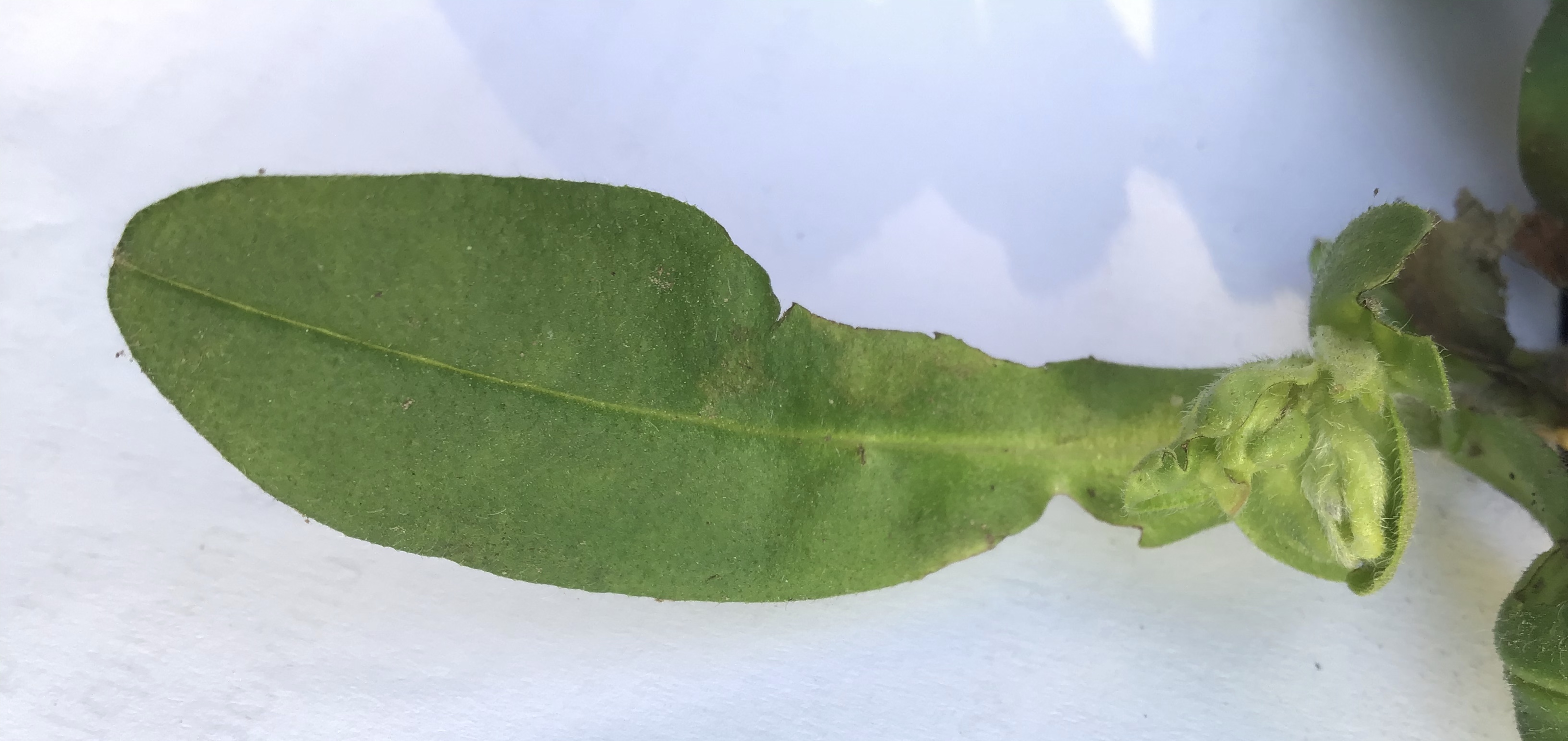 Annexe CCAAD05F-1FA0-43EE-820C-4DAD7B6C2A97.jpeg