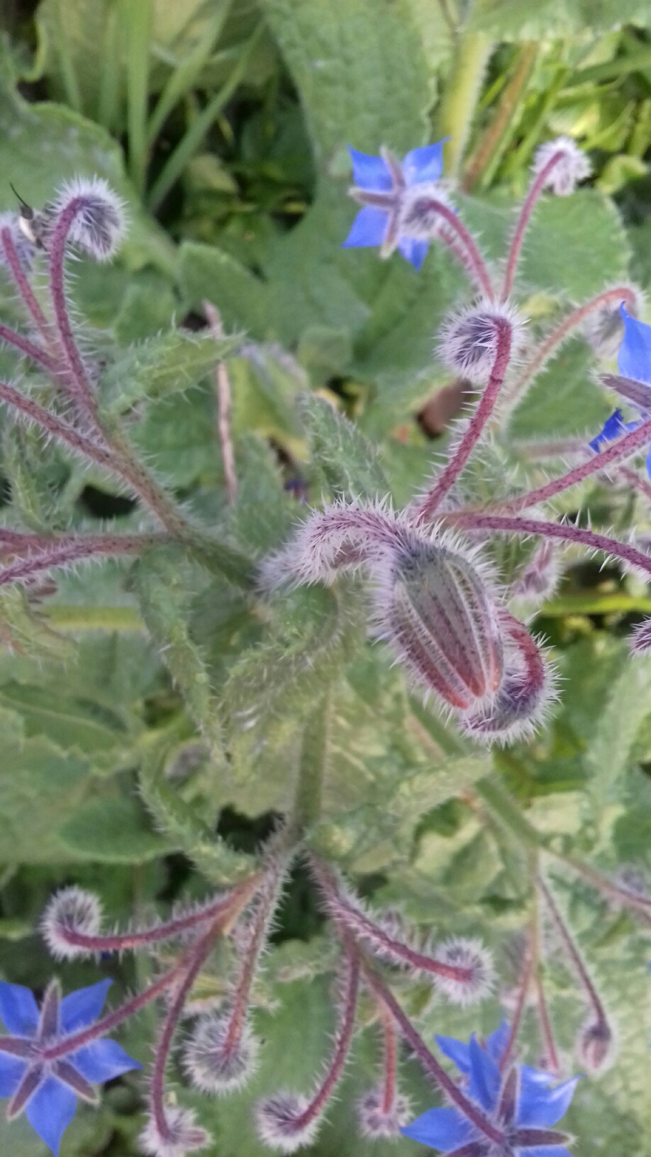 Annexe 20200328_082941_resized_1.jpg