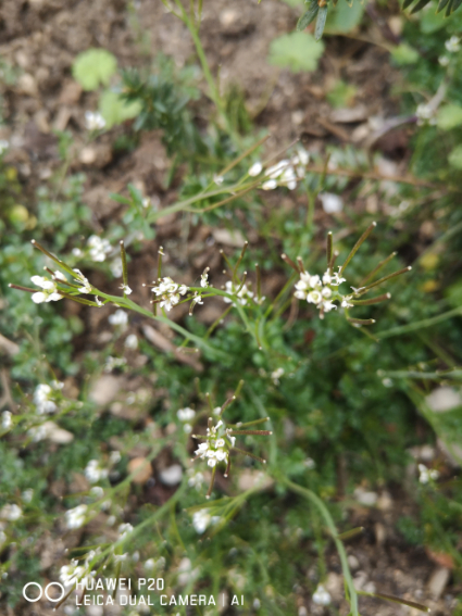 Annexe IMG_20200328_180229.jpg