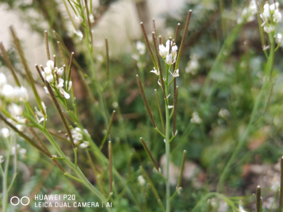 Annexe IMG_20200328_180329.jpg