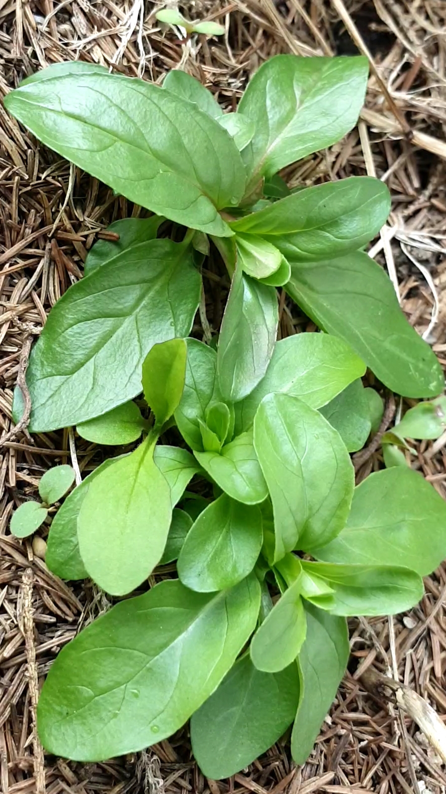 Annexe 20200328_185752.jpg