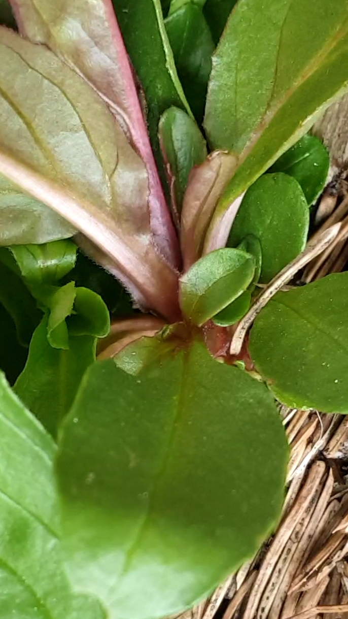 Annexe 20200328_185841.jpg