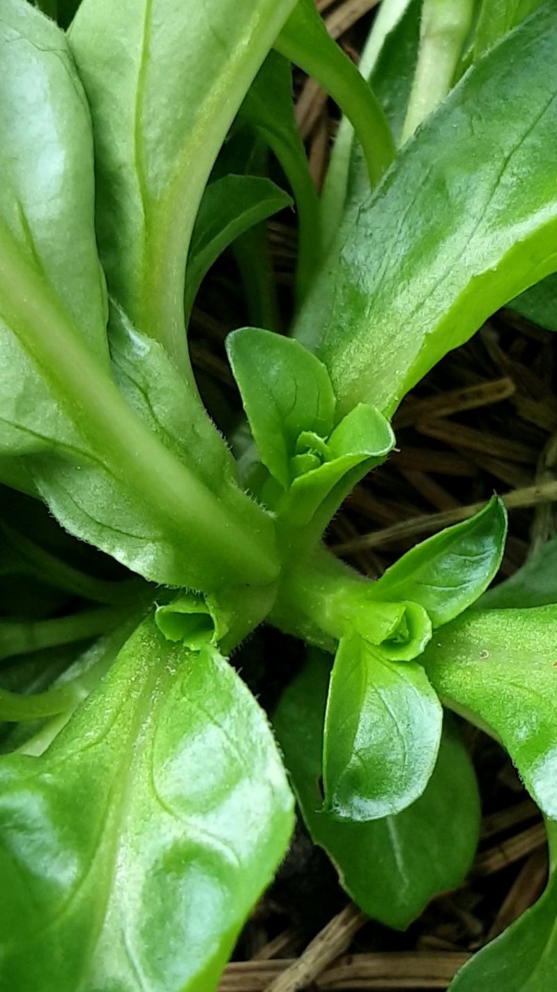 Annexe 20200328_190024.jpg