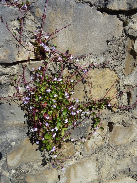 Annexe 1 - Cymbalaire des murs - Copie.JPG