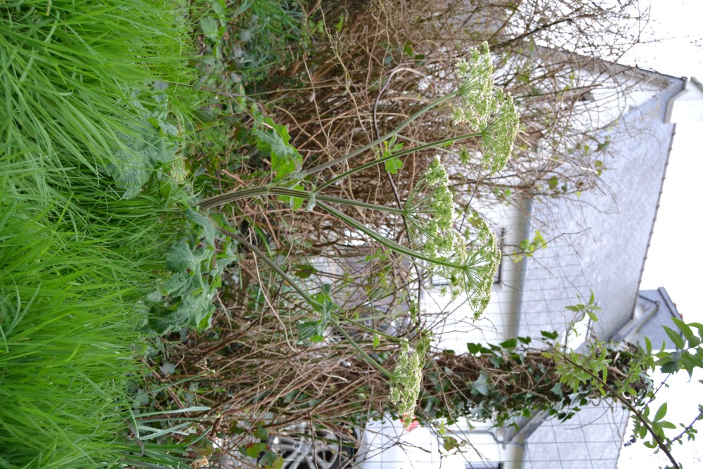 Annexe DSC_0193-small.JPG