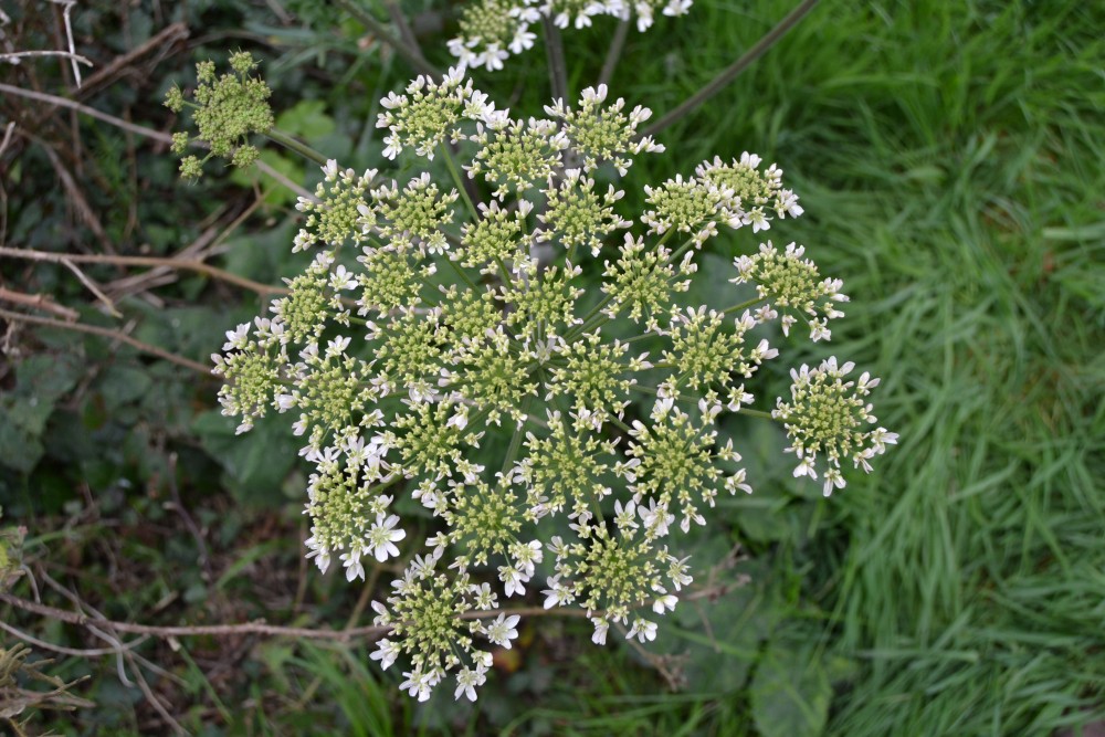 Annexe DSC_0194-small.JPG