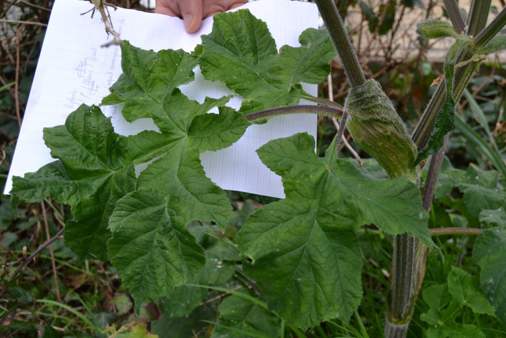 Annexe DSC_0202-small.JPG