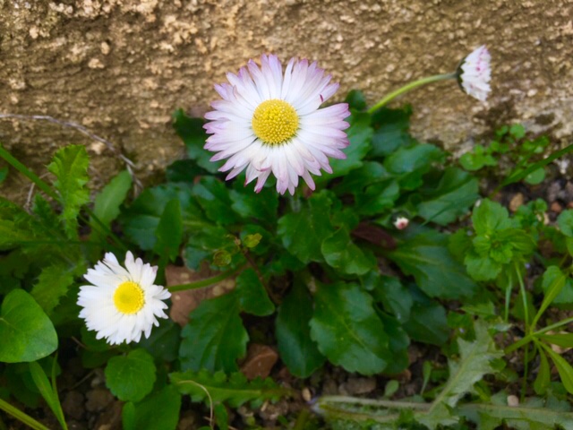 Annexe 6B2CB407-C108-4093-856D-0334222572C2.jpeg