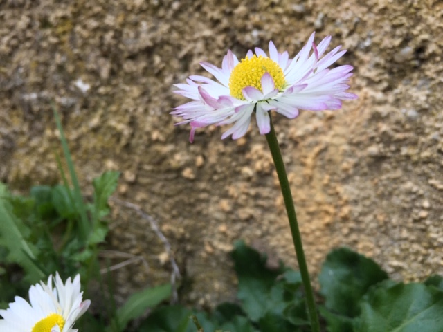 Annexe 7151BC12-D94A-4B64-B690-AF2E679ECD3F.jpeg