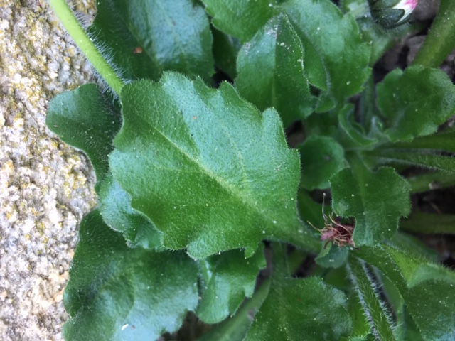 Annexe E7C7A73F-3332-44B9-ACC5-103F035D9796.jpeg