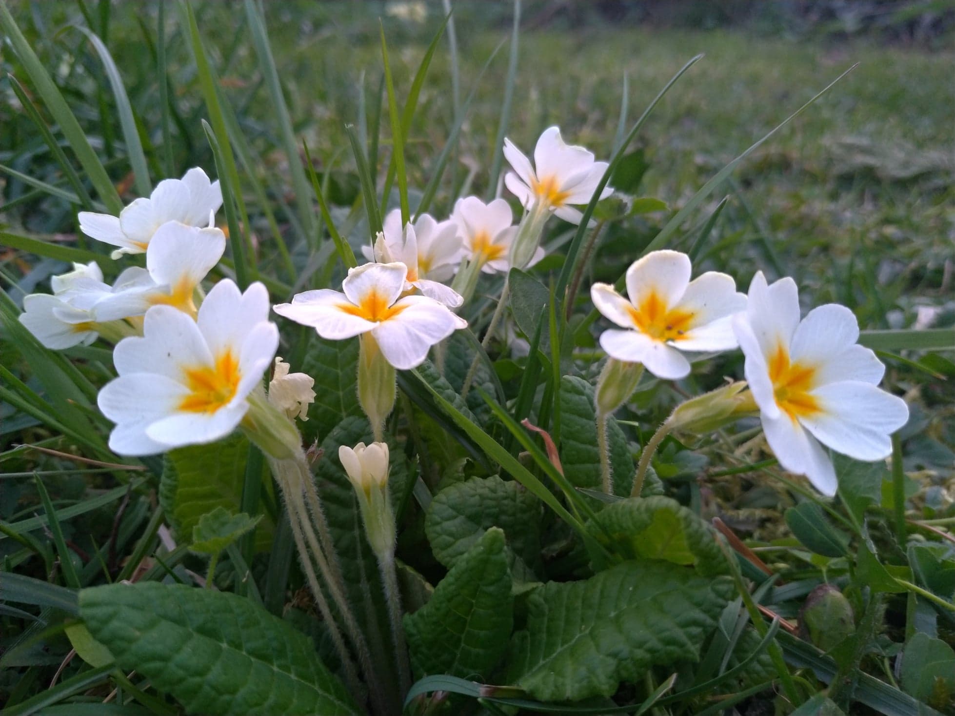 Annexe 90796715_225461901991228_7902477960483962880_n.jpg