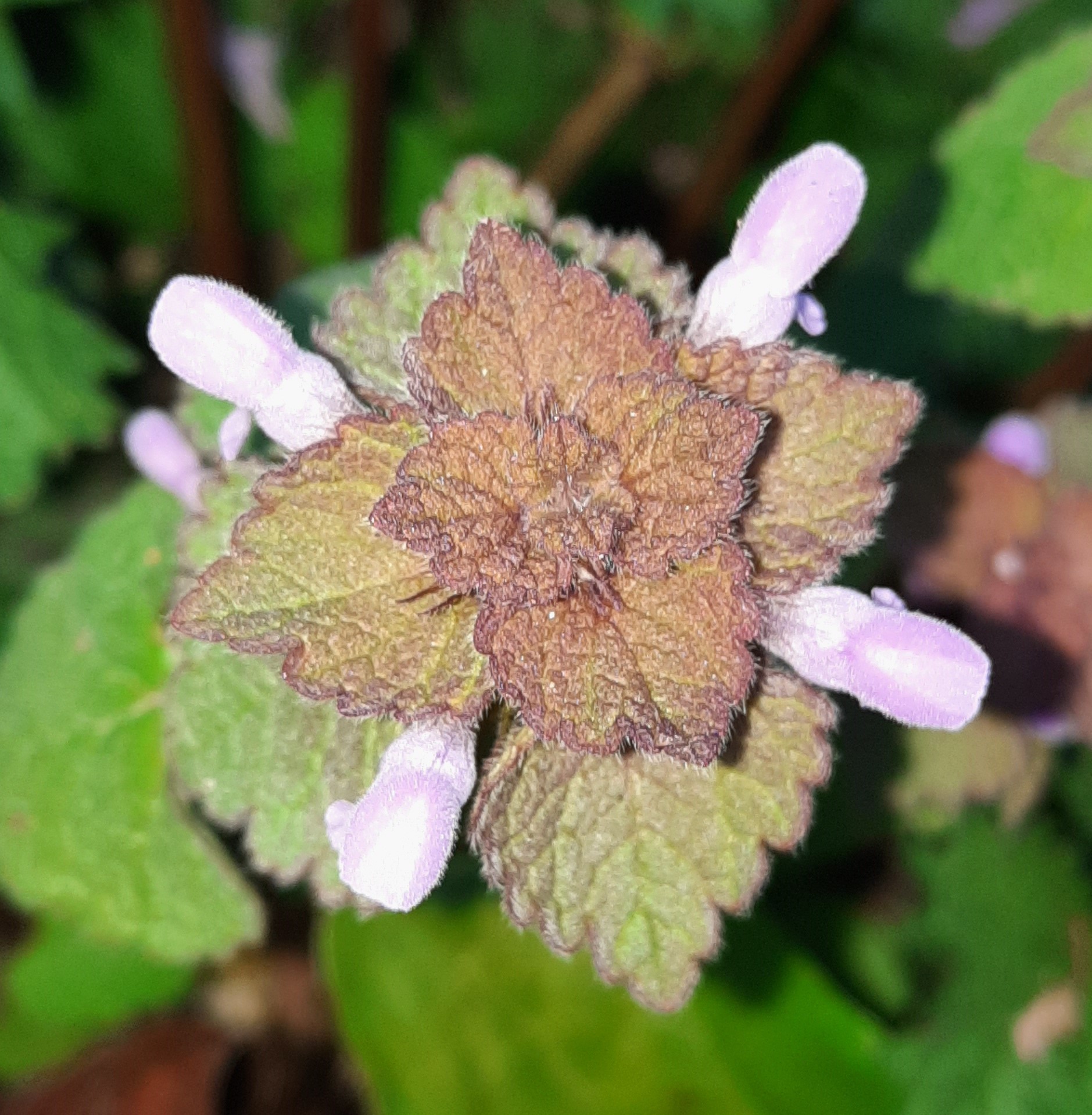 Annexe inflorescences.jpg