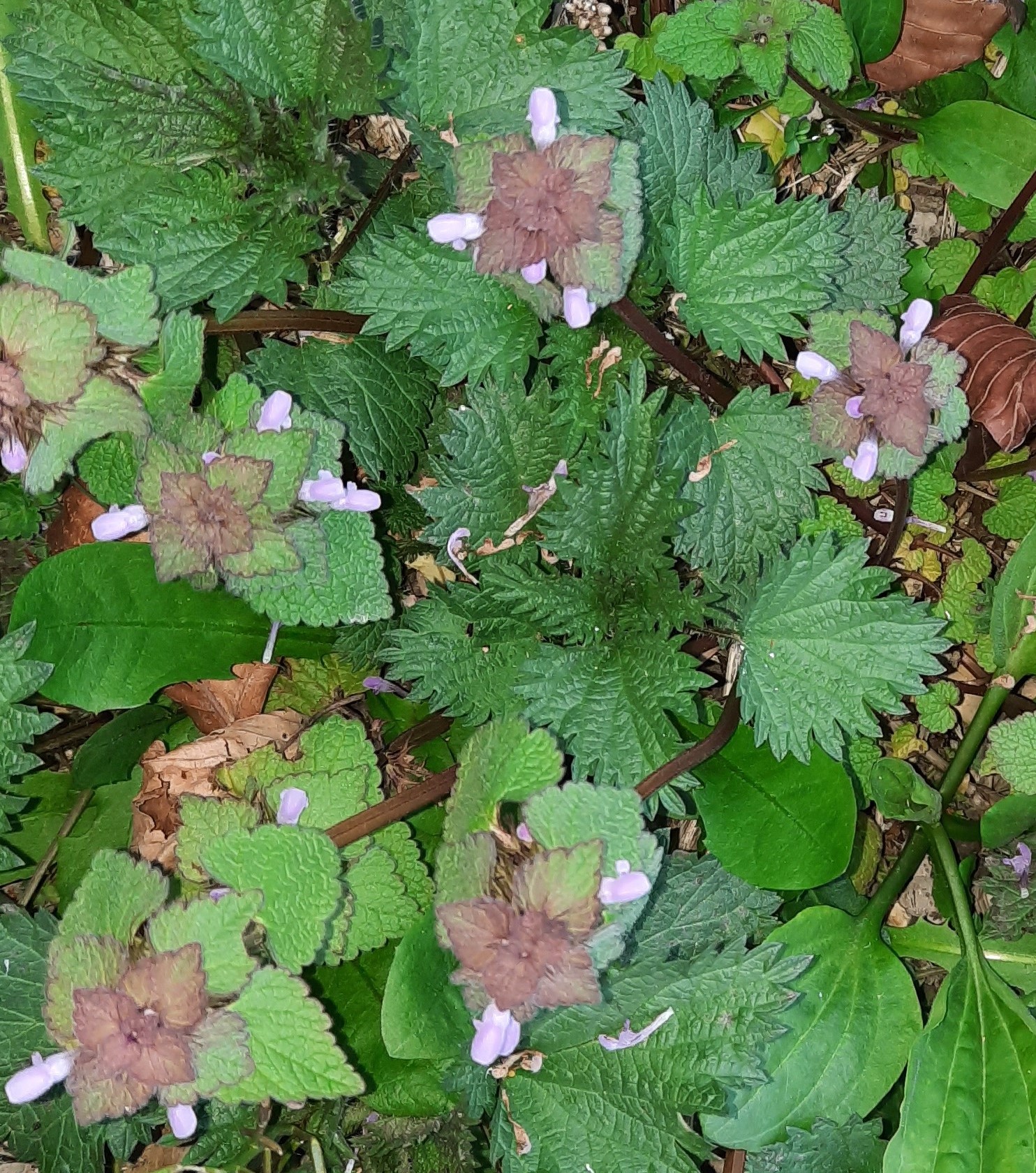 Annexe vue globale.jpg