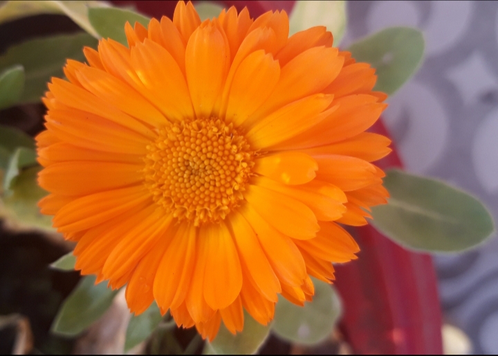 Annexe 20200328_192414[1].jpg