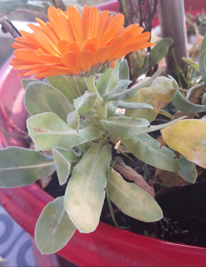 Annexe 20200328_192437[1].jpg