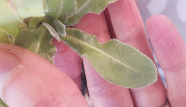 Annexe 20200328_192500[1].jpg