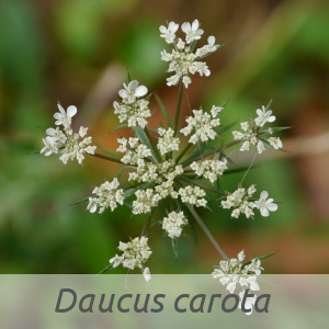 Annexe Daucus carota L. (bdtfx) par Jean-Joseph OSTY.jpg