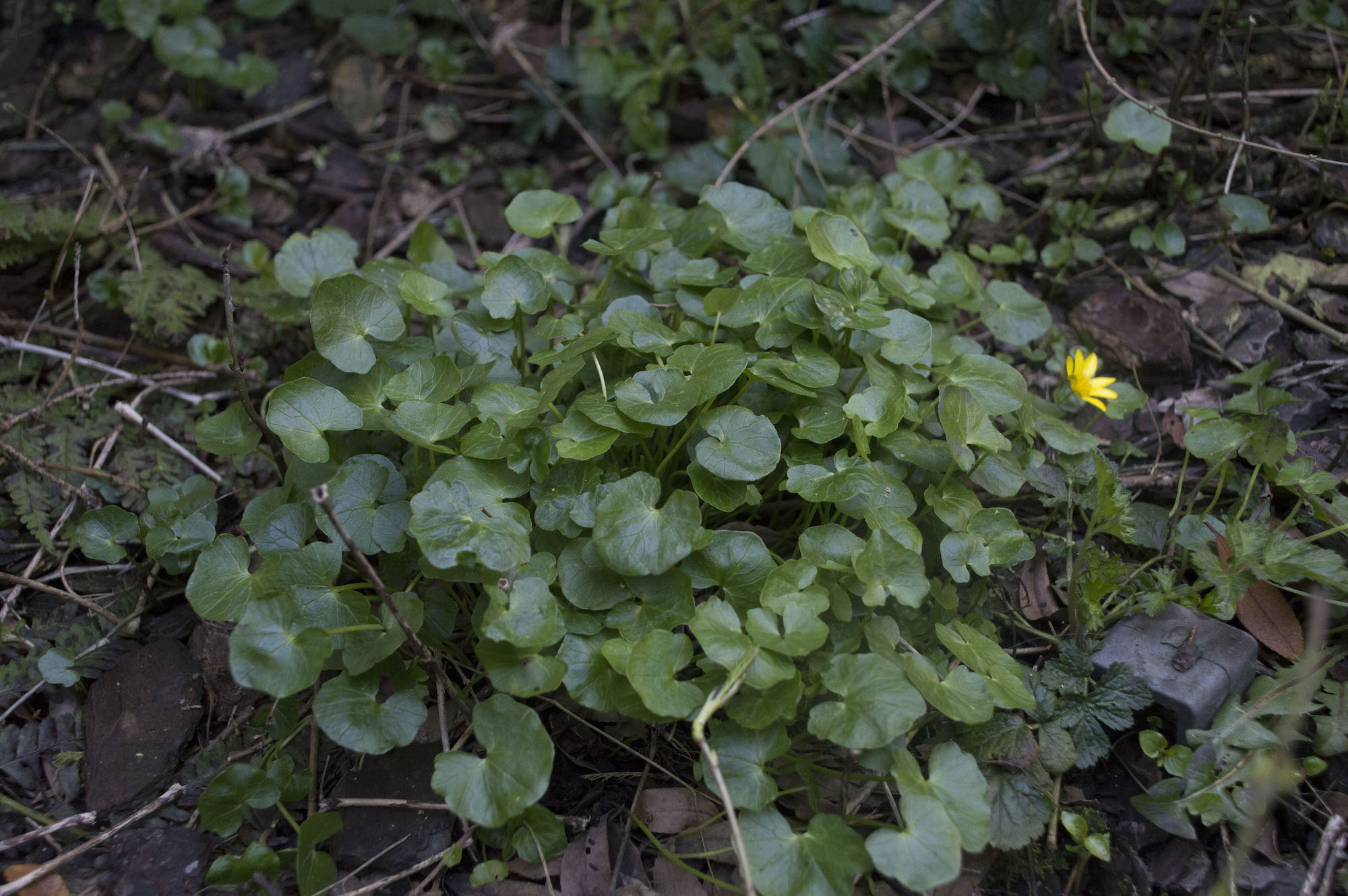 Annexe Ficaire_2.jpg