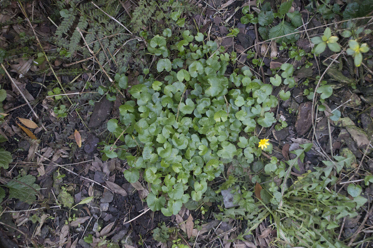 Annexe Ficaire_3.jpg