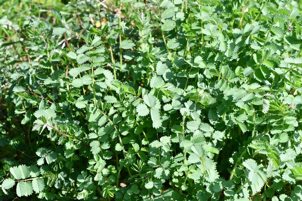 Annexe Pimprenelle 2020-02-28.JPG