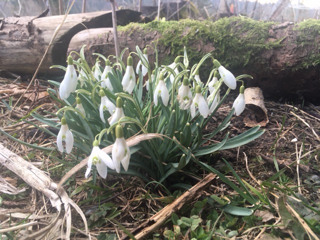 Annexe perce-neige 1.jpeg