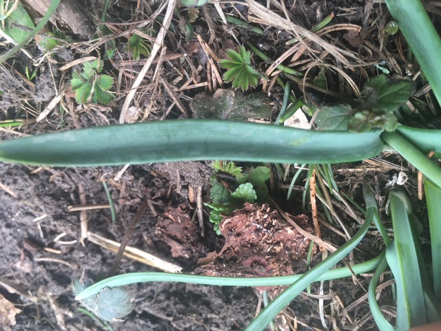 Annexe perce-neige 2.jpeg