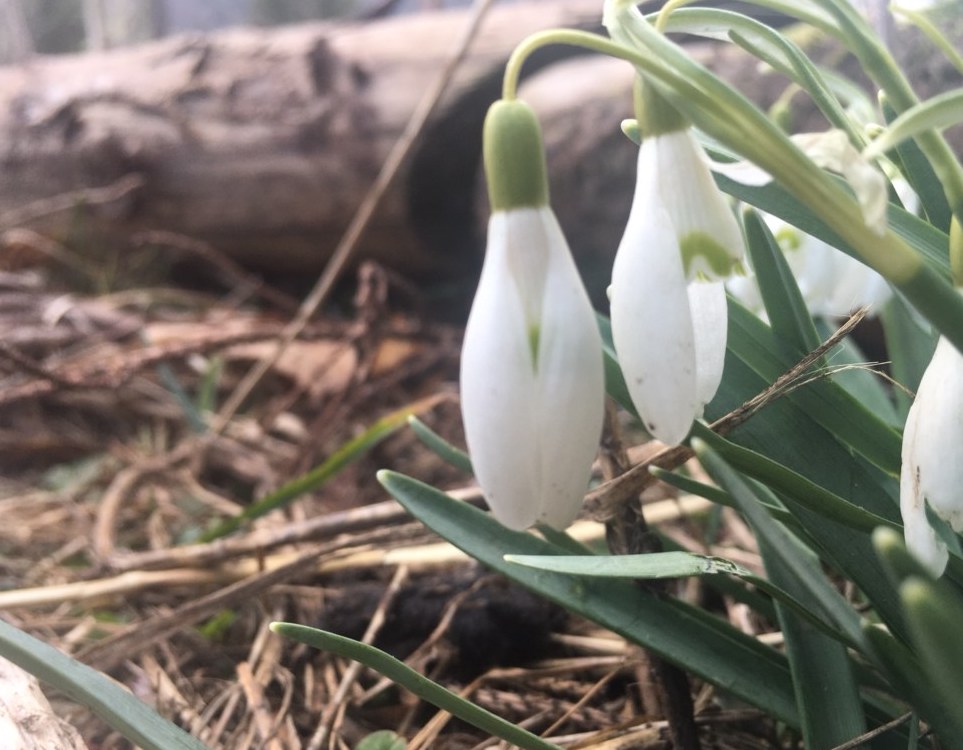 Annexe perce-neige 3.jpeg