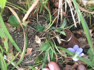 Annexe Violette odorante fleuilles.jpeg