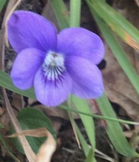 Annexe Violette odorante gros plan fleur .jpeg