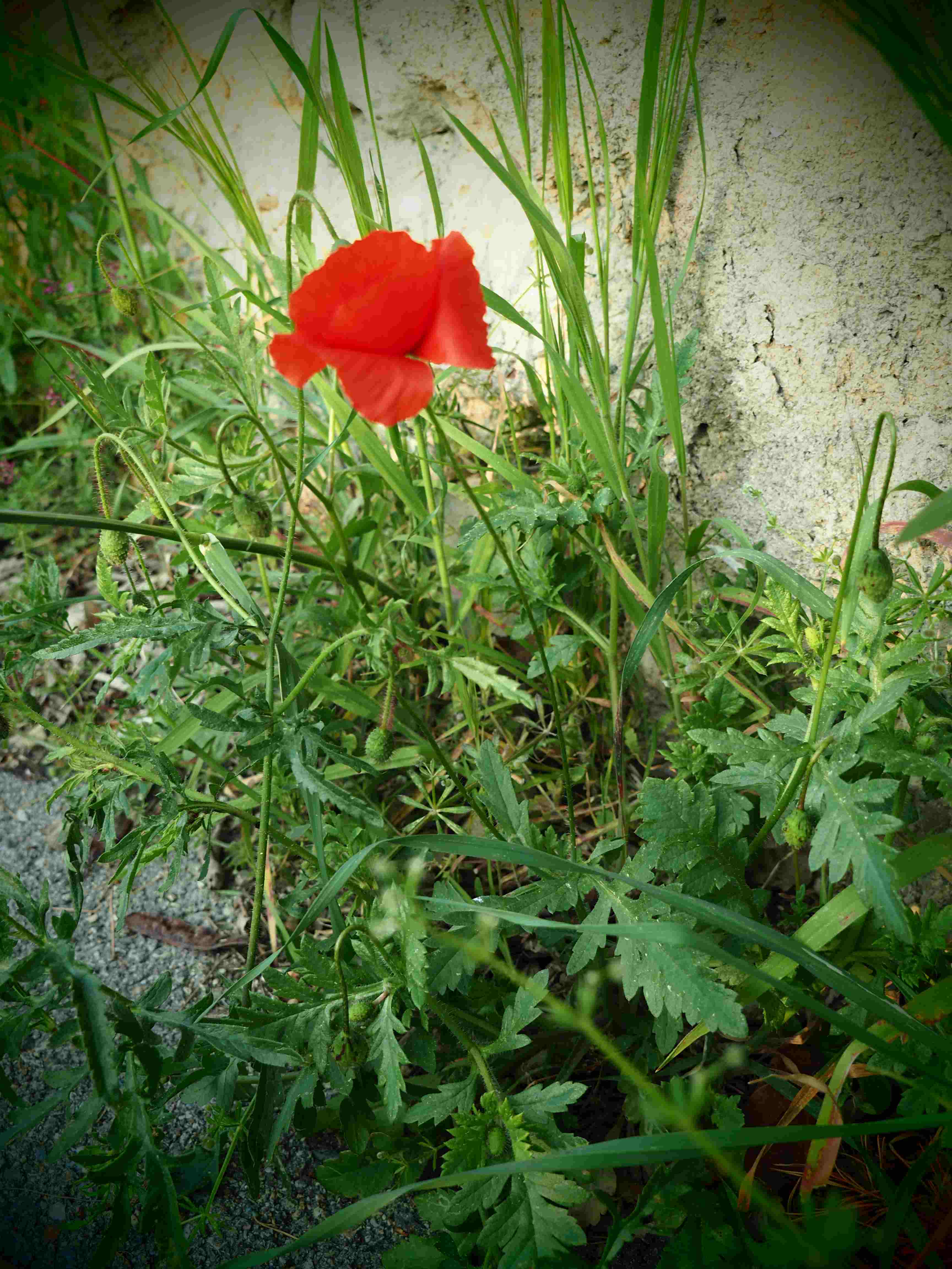 Annexe P1010045-1.jpg