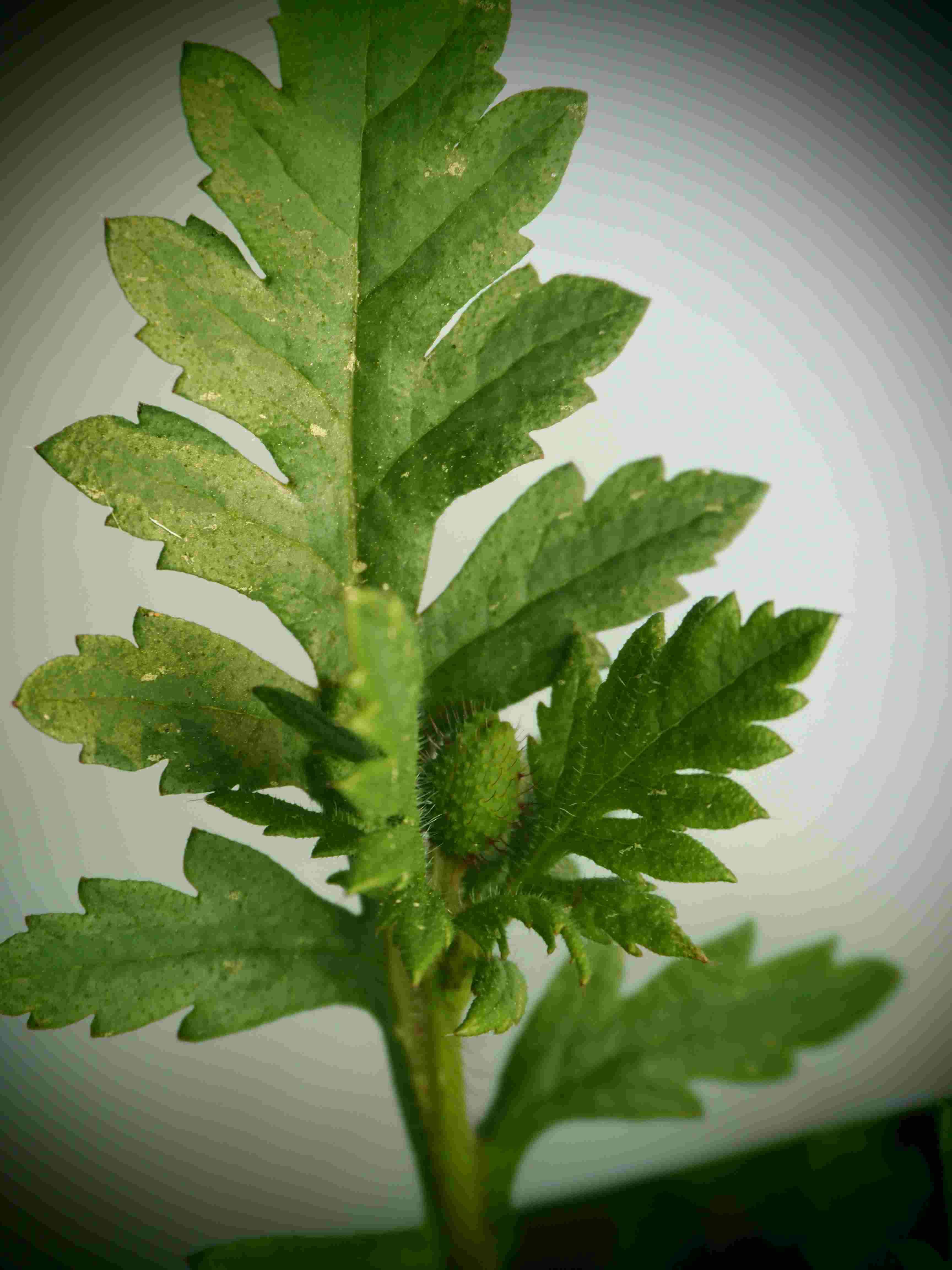 Annexe P1010047-1.jpg