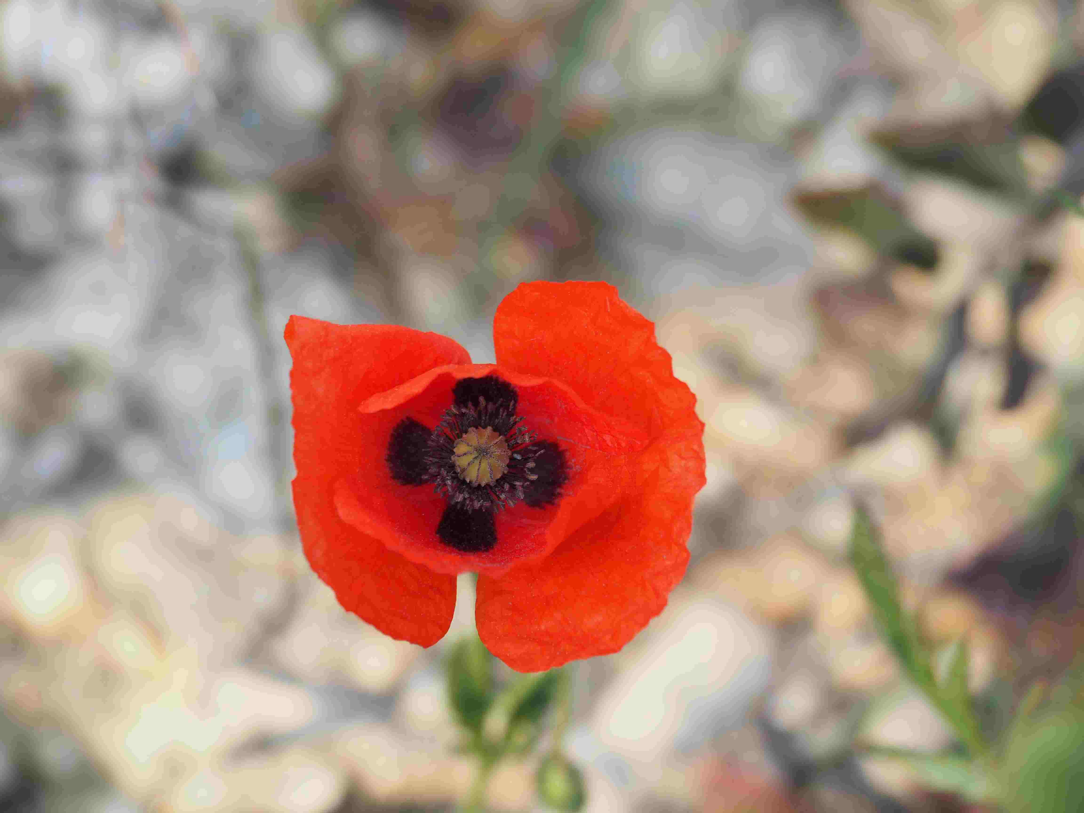 Annexe P1010074-1.jpg