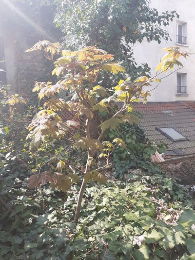 Annexe 20200328_123646.jpg