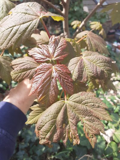 Annexe 20200328_123709.jpg