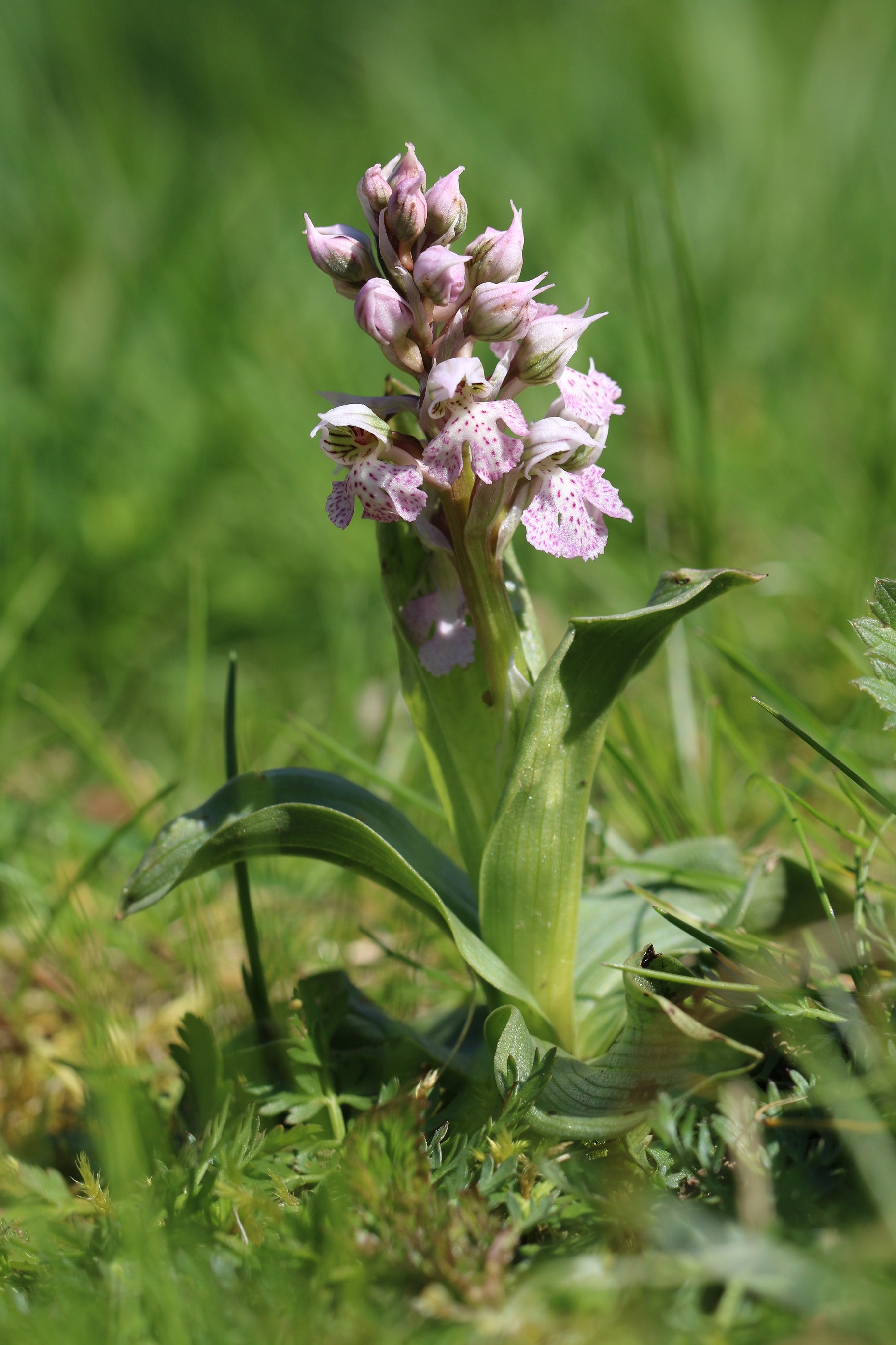 Annexe IMG_3486-medium.jpg