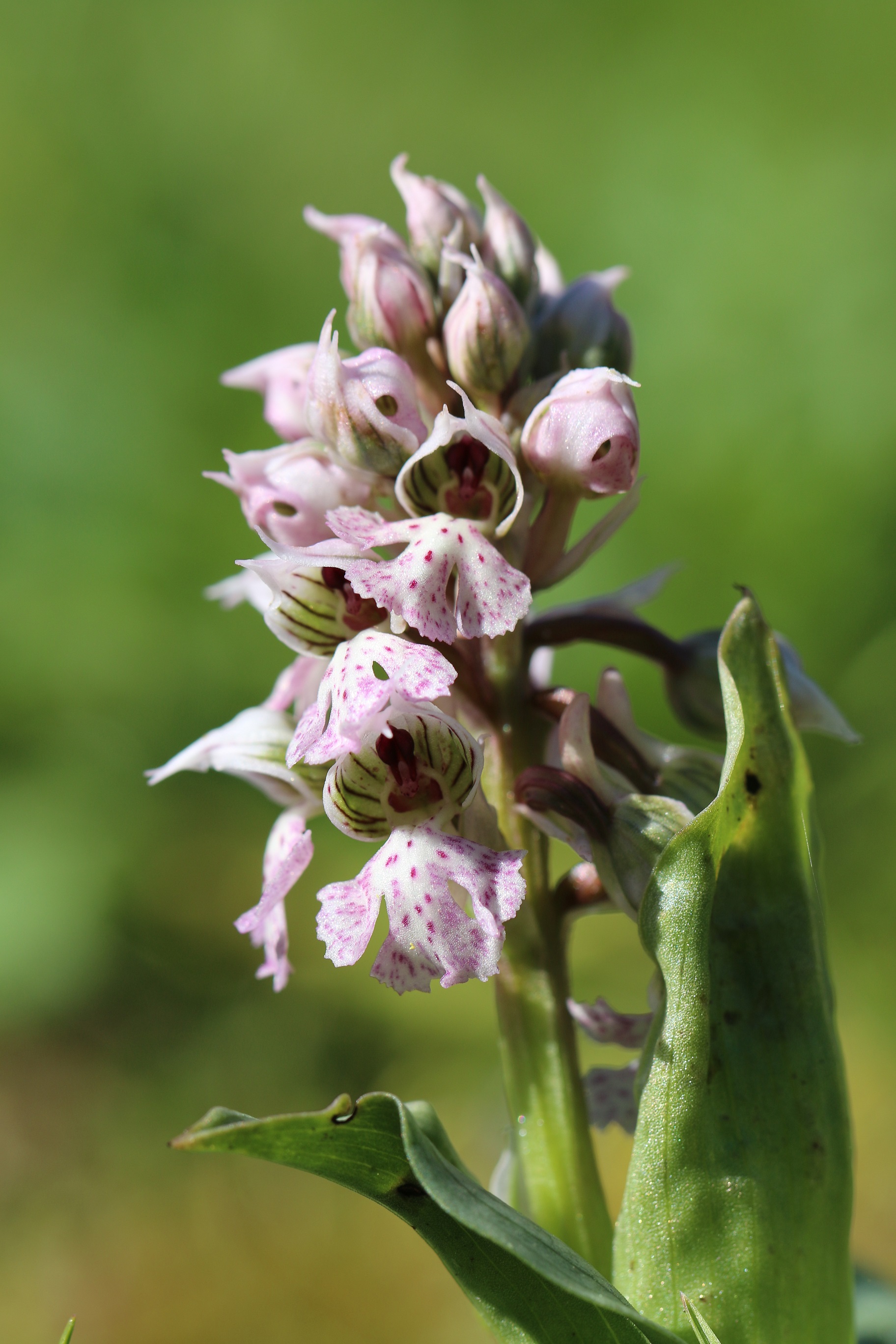 Annexe IMG_3490_medium.jpg