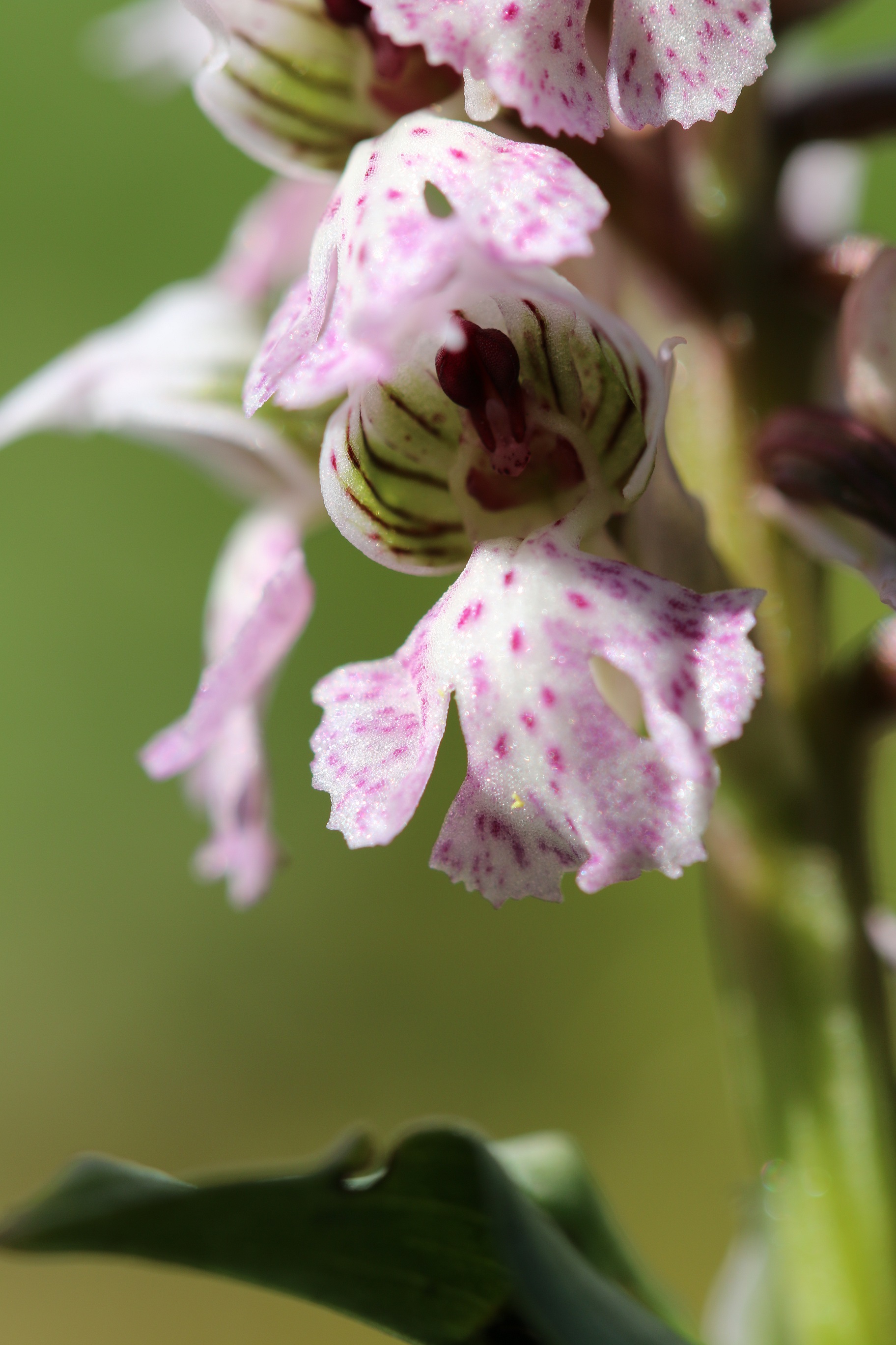 Annexe IMG_3492_medium.jpg